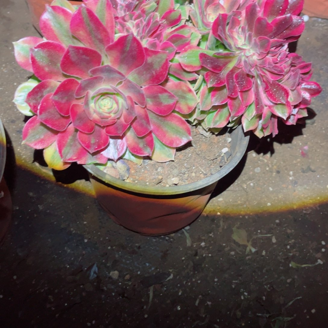 多肉植物461福利