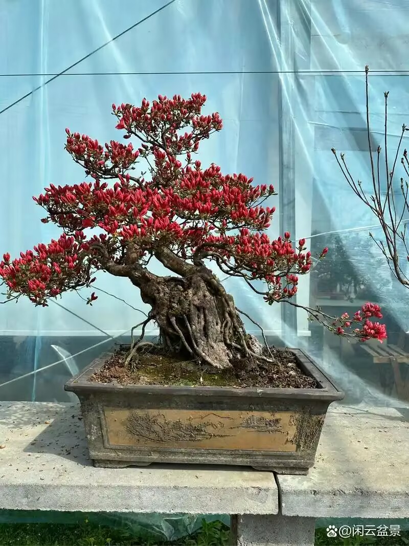 杜鹃花 映山红 直播间一物一拍