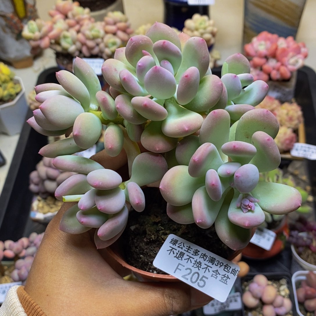 205苹果奶四代多肉8c m