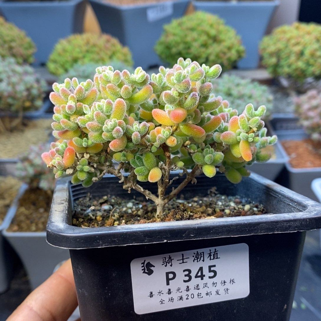 345优选冰晶枝干