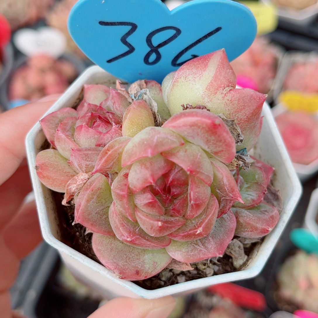 386号小老桩珍妮群