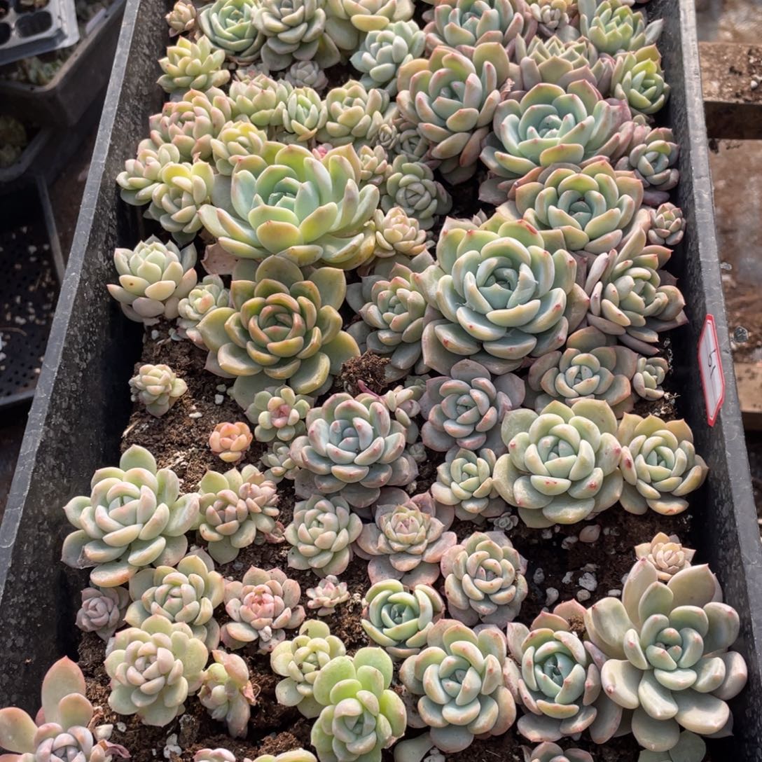 61新梦娘播种一筐特价，不包保温不包售后