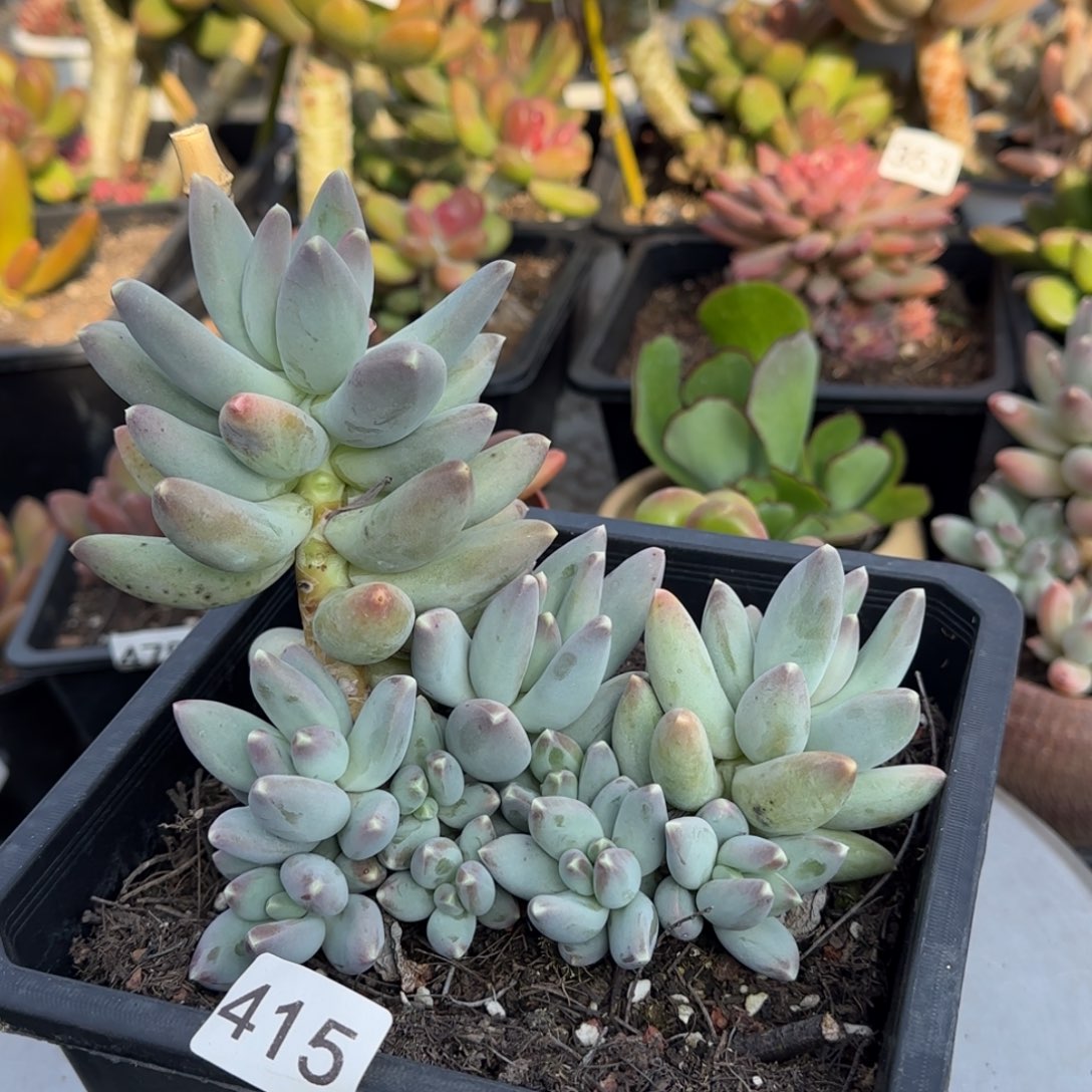 青***茶415号一物一拍一物一拍一物一拍