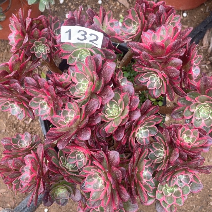 132多肉植物粉花妖有砍