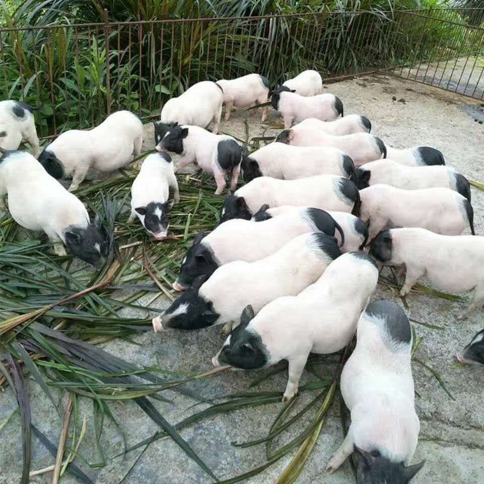 1个纯天然小香猪装饰品摆件巴马香猪标本