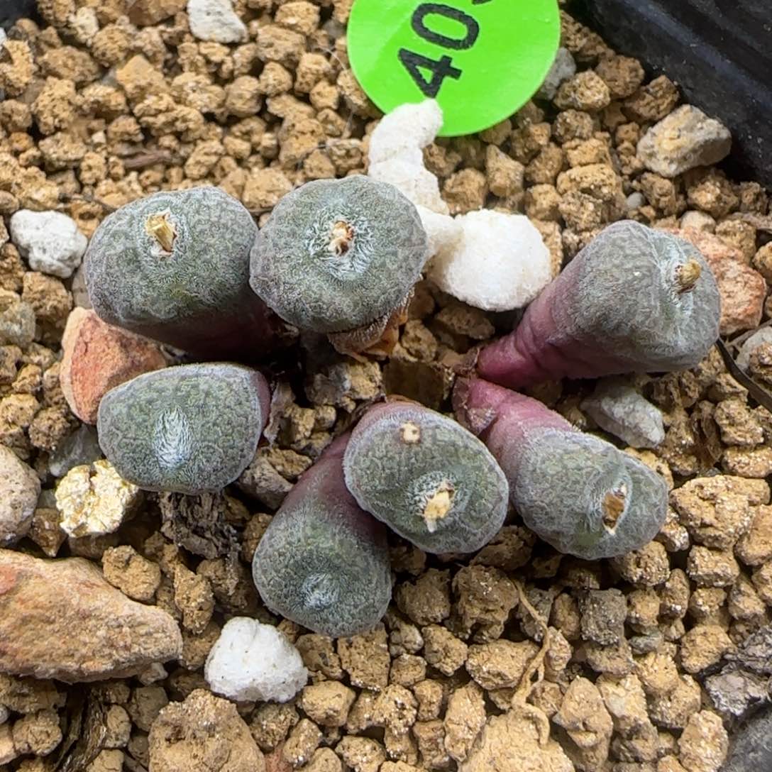 猕猴桃群多肉植物403