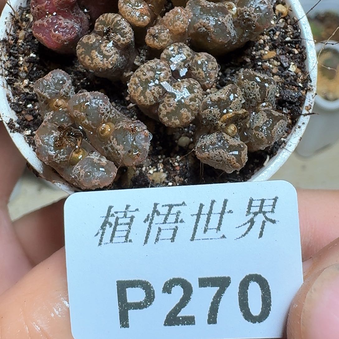 270号多肉植物哇f f