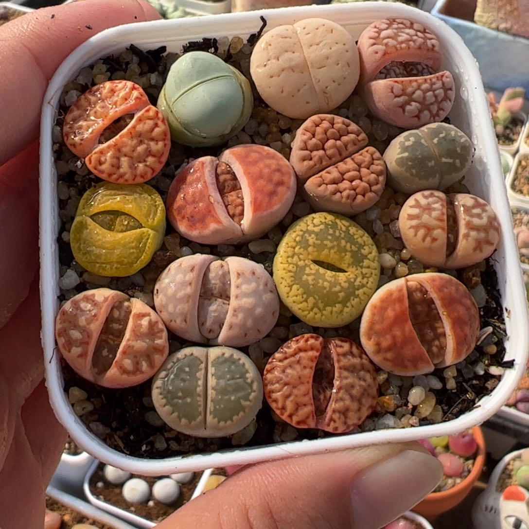 821多肉植物百科