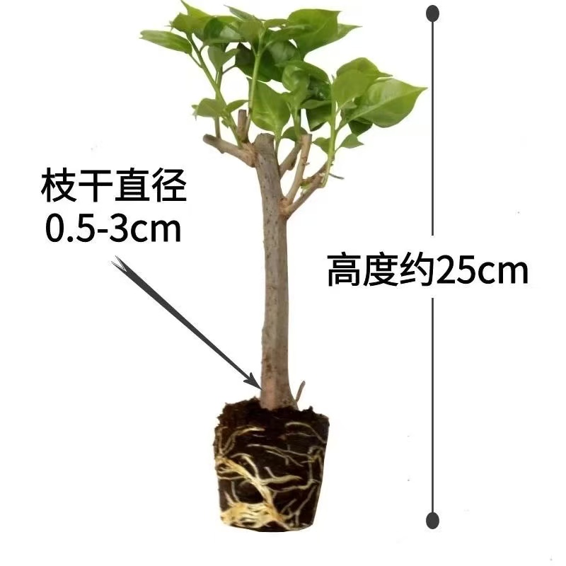 三角梅一颗品种随机