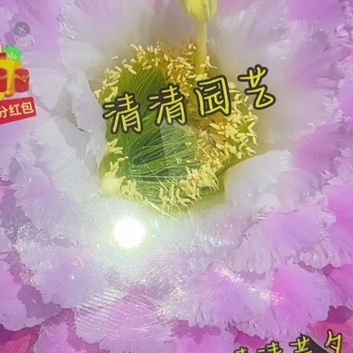 清清芸夕根有礼品瑕疵有黑点