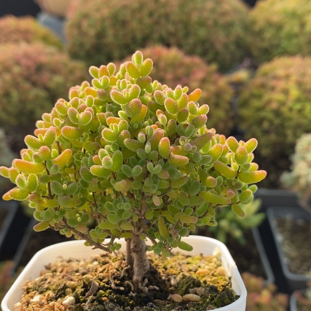 蜜橘糖球3074枝干番杏