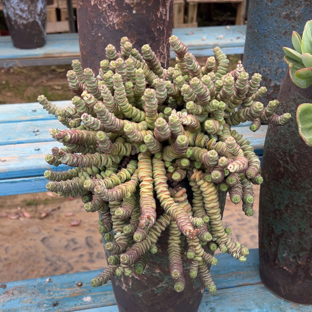 露养老桩脱土裸根钱串