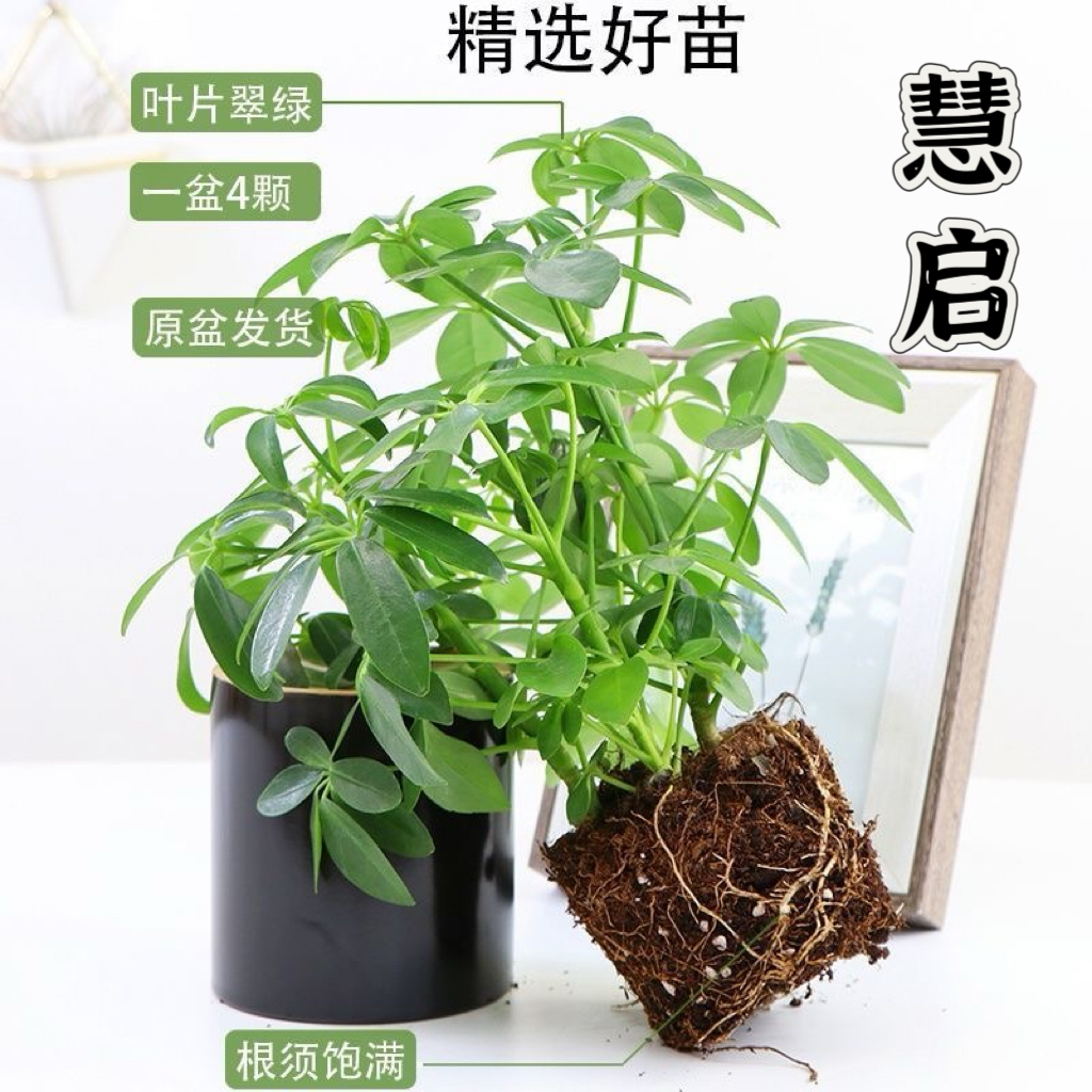 鸭脚木的八方来财绿植盆栽