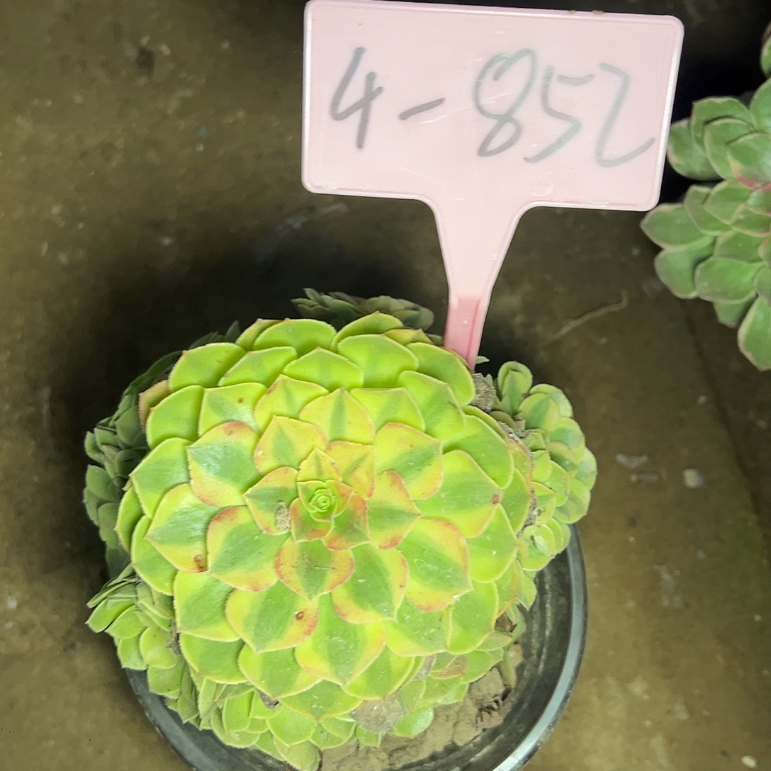 4-852雨荷多肉法师