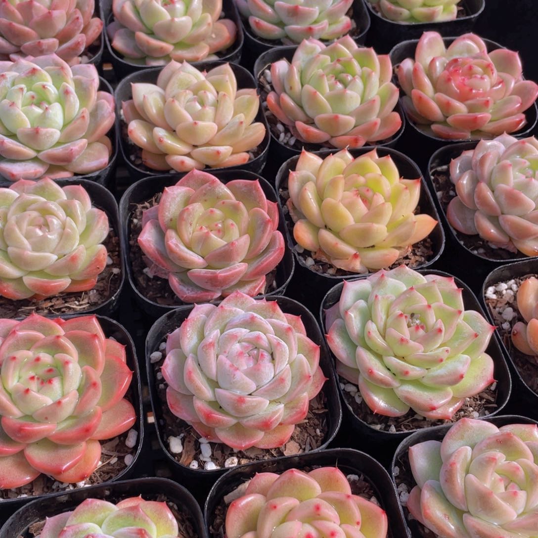 量拍112号 特色珍妮糖心组合单头3个