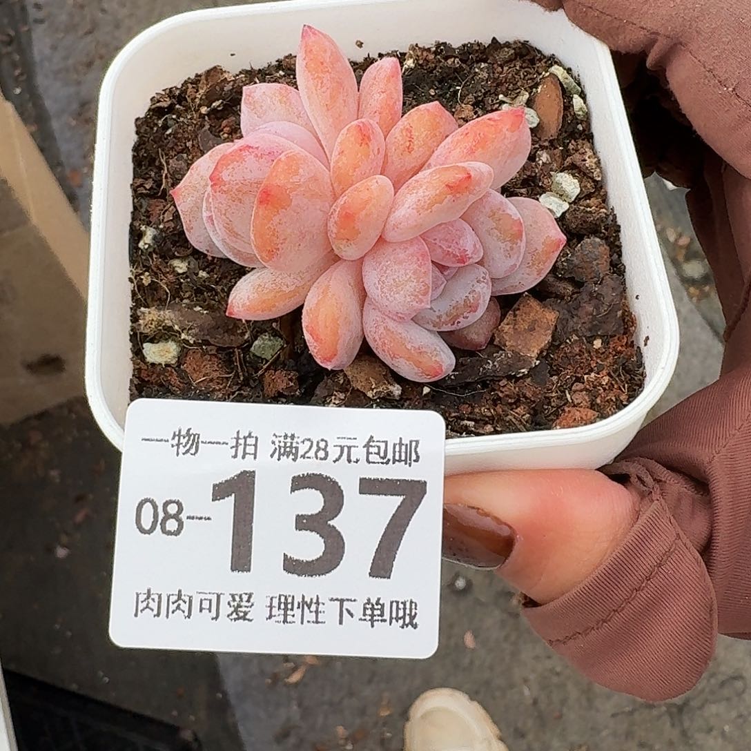 石化橙梦露无盆土发货无盆土无