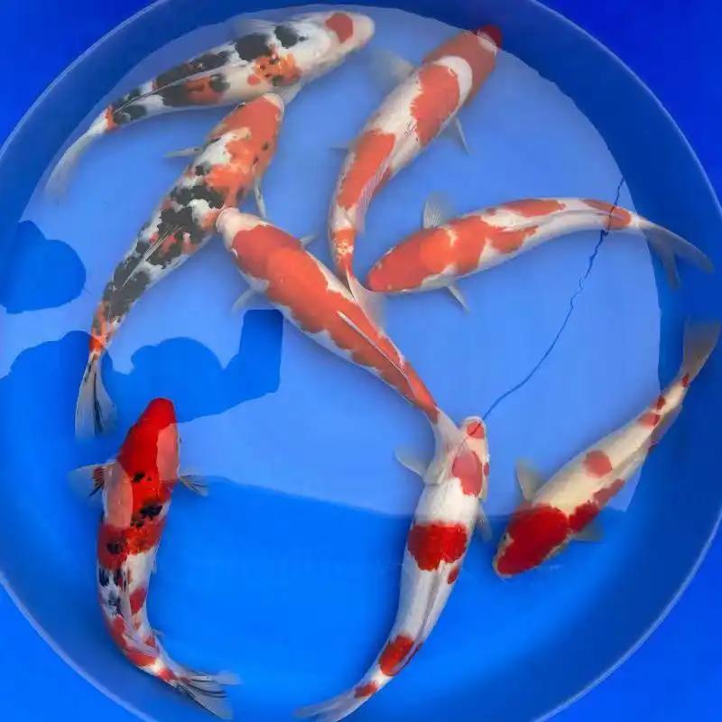 【包邮】锦鲤观赏鱼红白大正火鲤