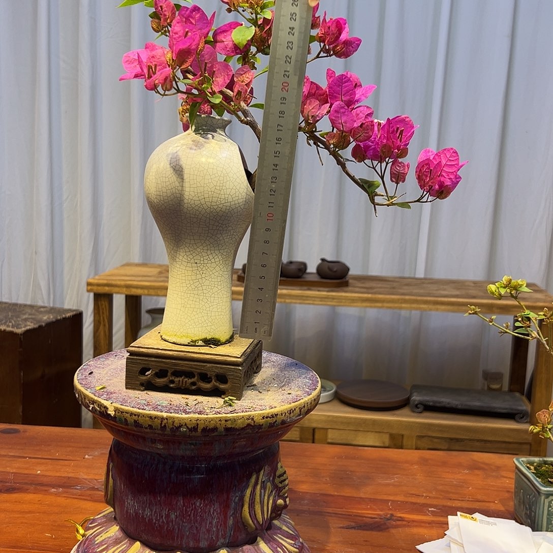 辉***少完全开放三角梅一物一拍漳红樱