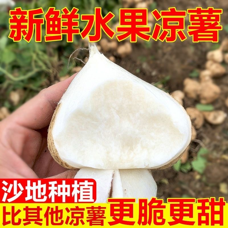 【顺丰/京东】地萝卜凉薯贵州沙地白地瓜3/5/9斤脆甜鲜嫩美味生吃