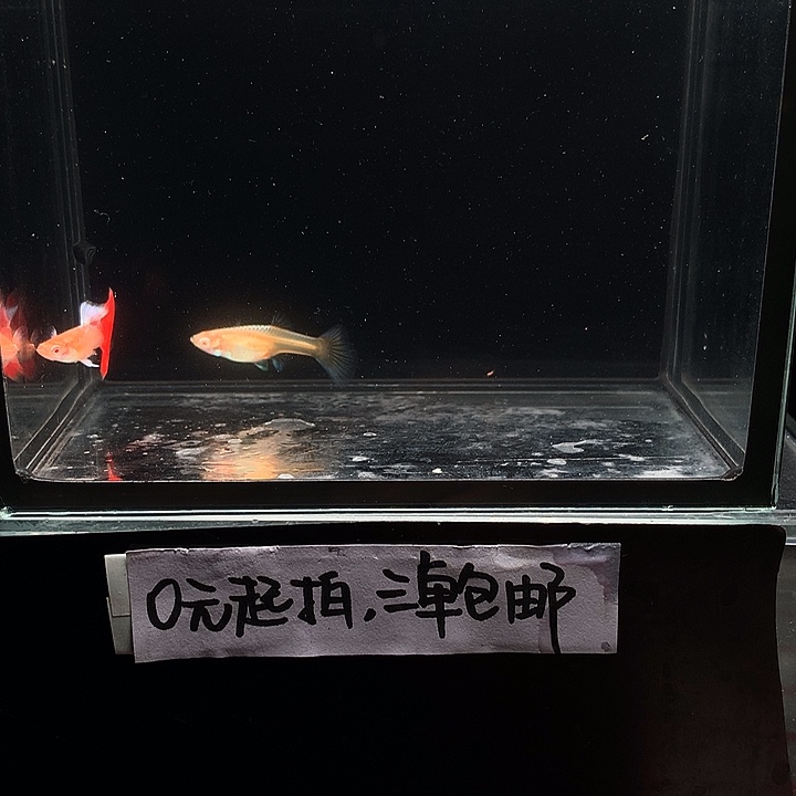 孔雀鱼火烧云一对