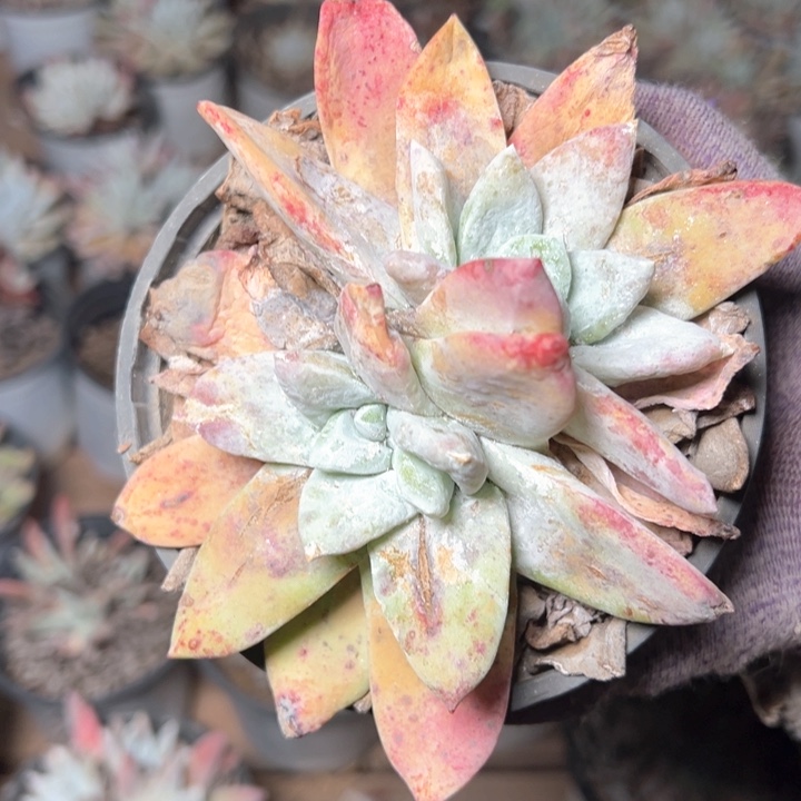 1502哈哈哈哈哈哈哈哈哈