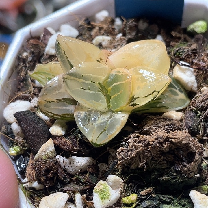 592莫迪卡锦特选福利