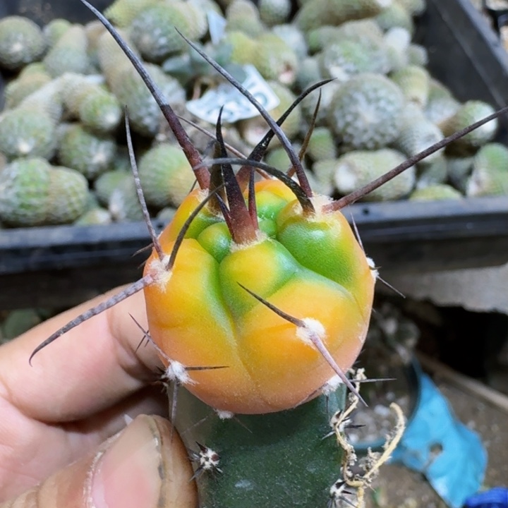 福利苗接摩天龙锦368