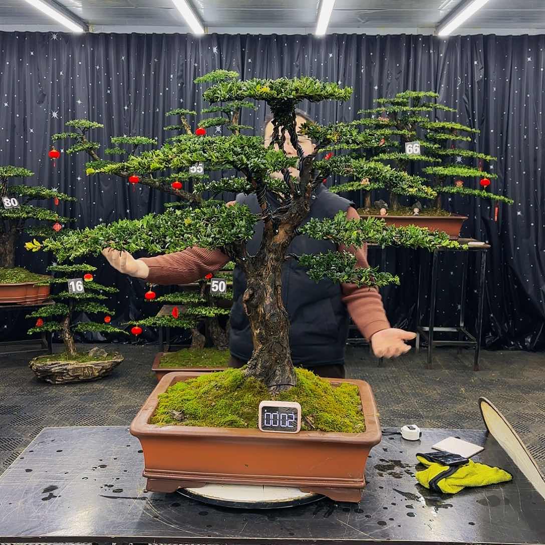 松树柏树造型盆景