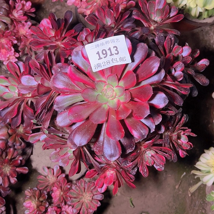 浩**明1913丽娜多肉植物