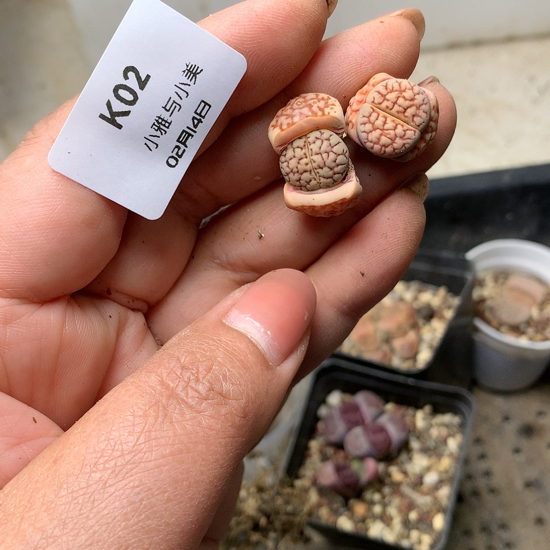 K02多肉植物保护研究所