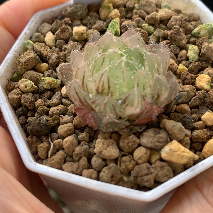 翠云玉露锦带盆土发货