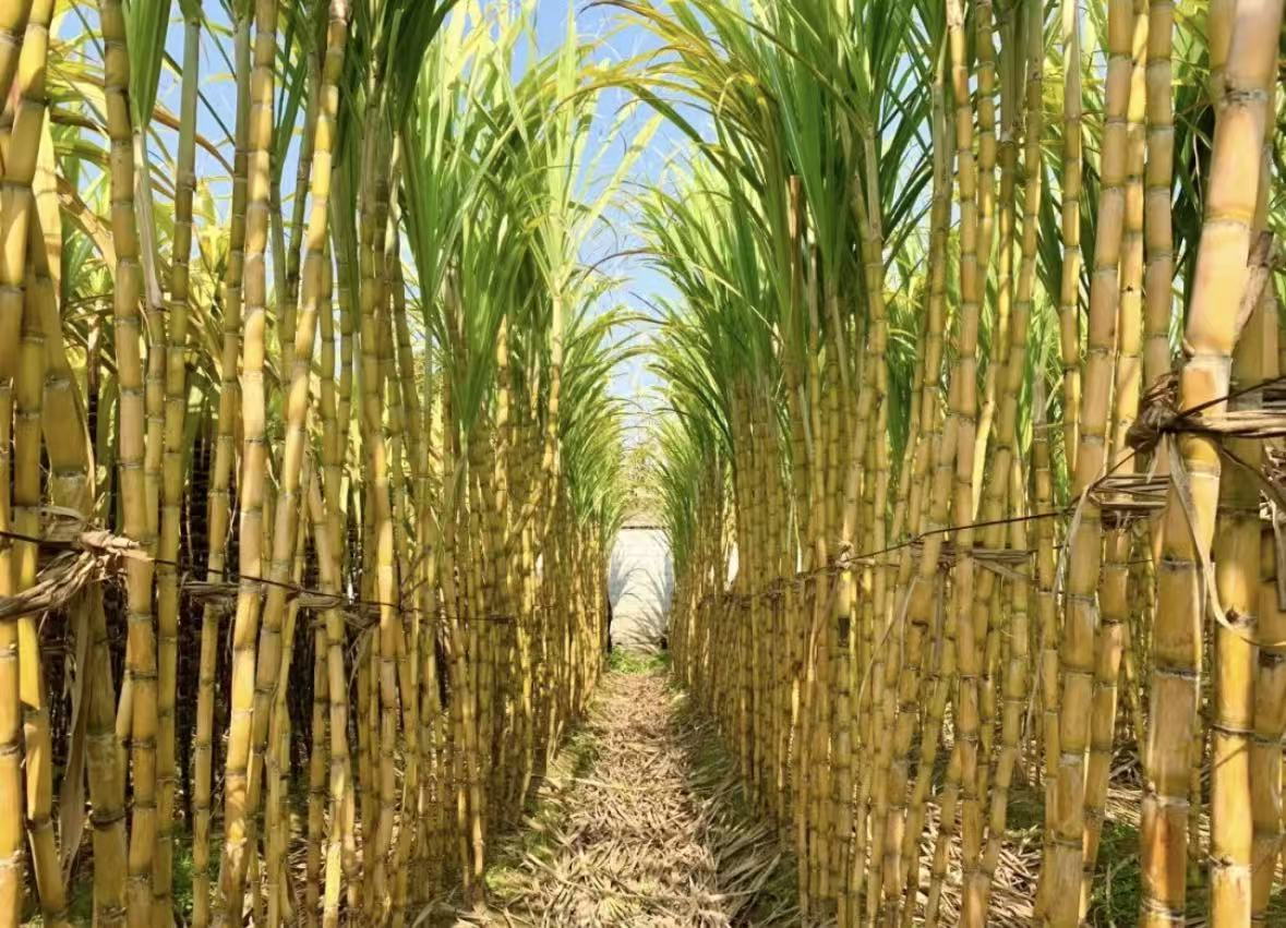 云南甘蔗精品！精品！甘蔗新鲜当季水果脆甜多汁皮薄爽口