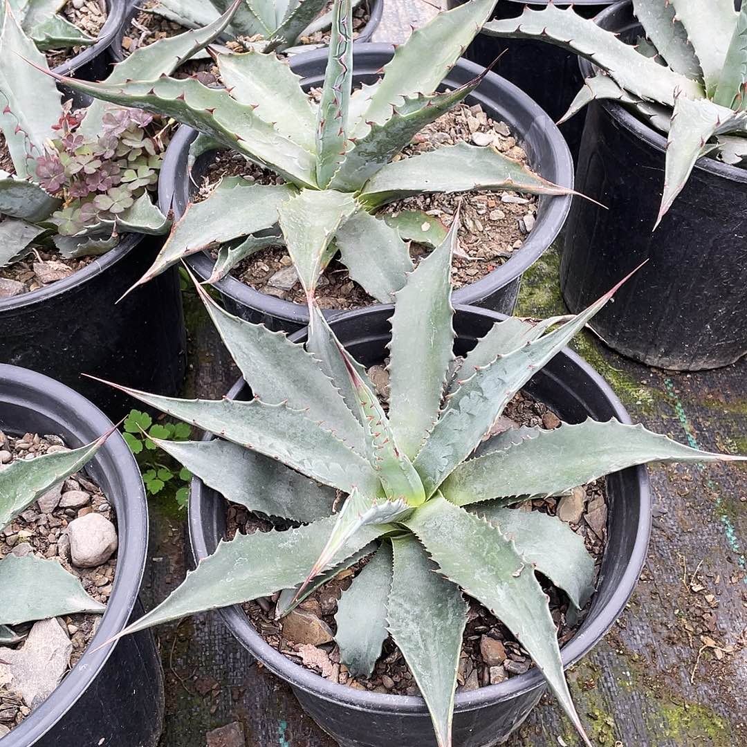 无花朵蒙塔娜368899