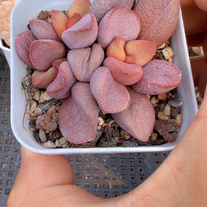 甜心水泡【不物一拍】两单包邮