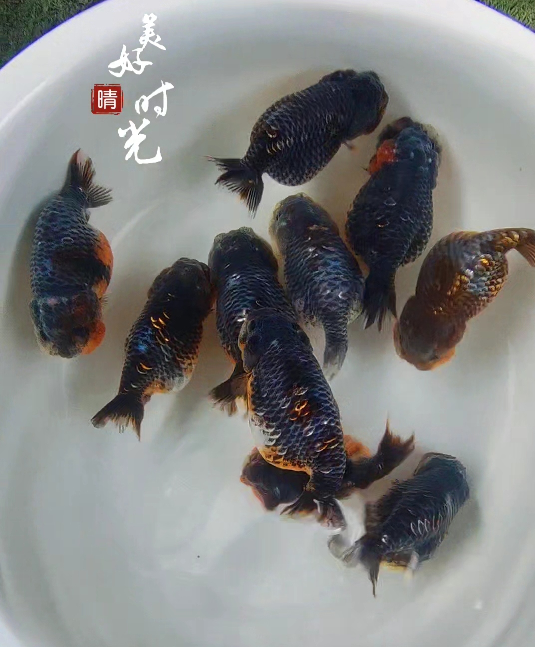 练手兰寿观赏鱼，免费送的无售后，介意勿拍