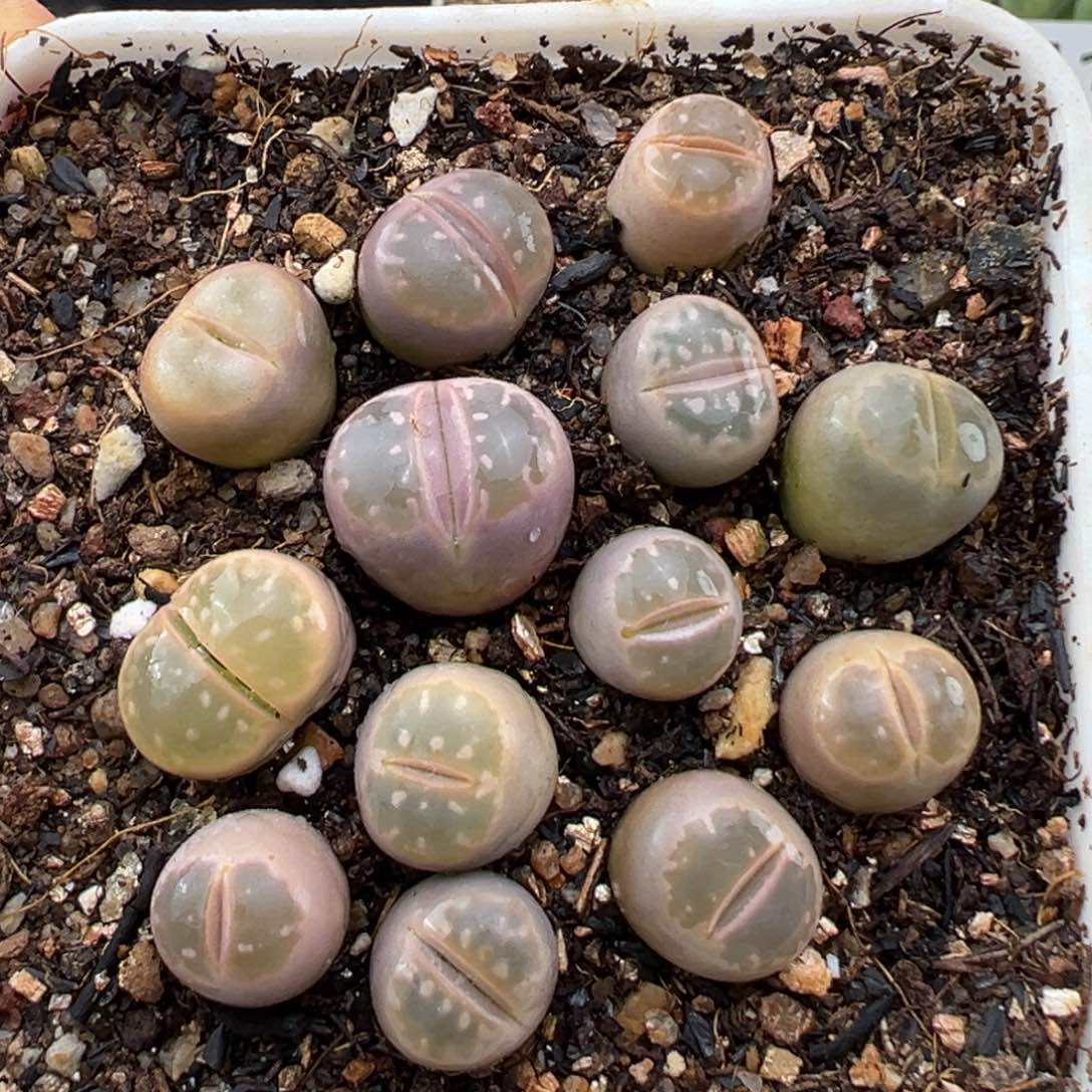 1.15好看的多肉091