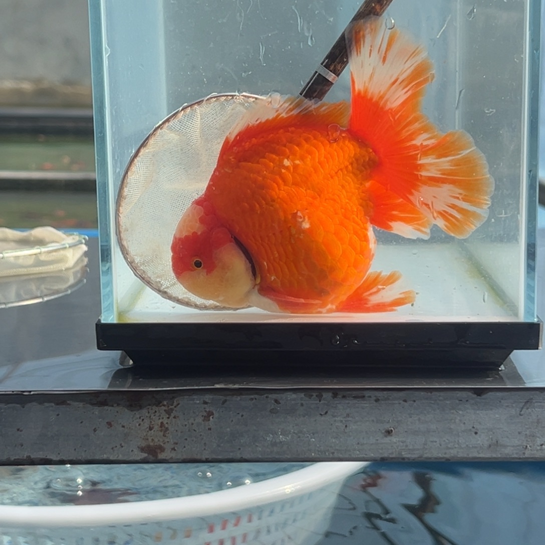 金鱼掉鱗07655888555668888