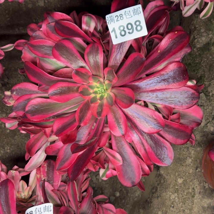 1898南美杜莎多肉植物