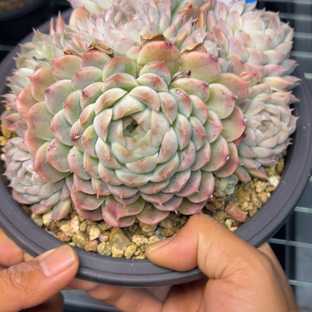 米*丫0592多肉啊的的多