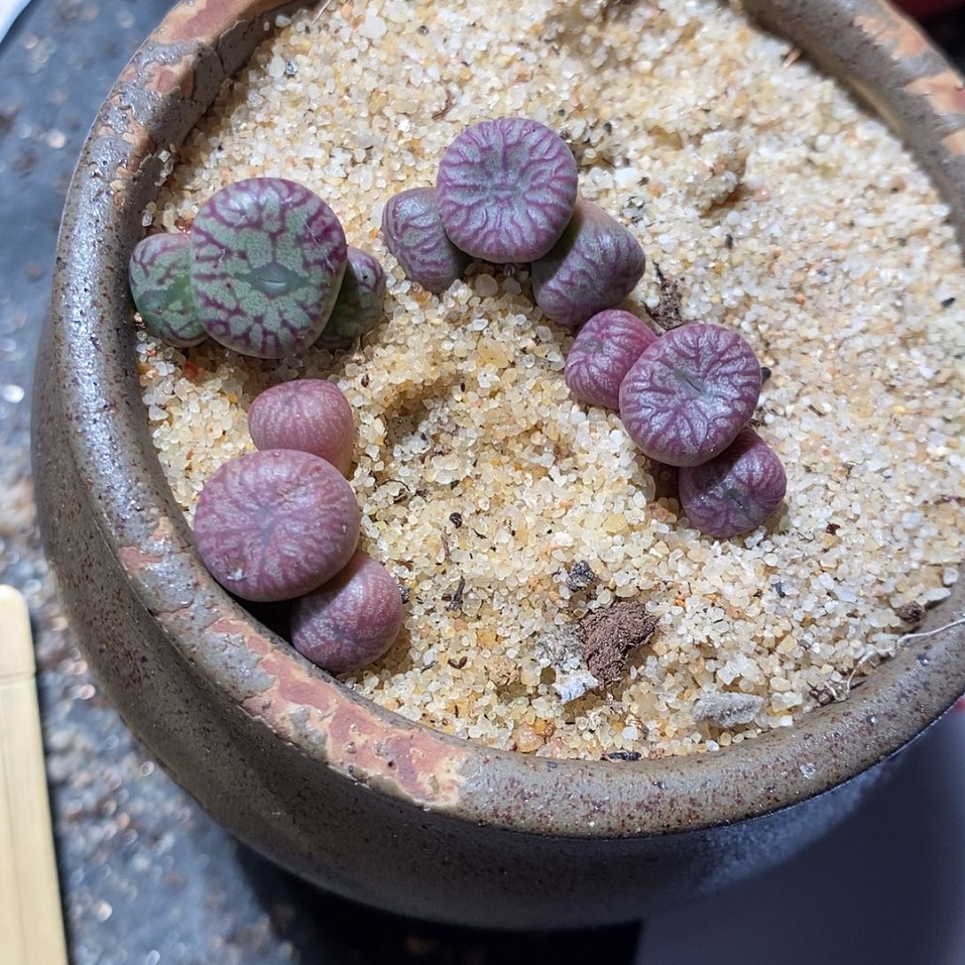 12338。 三头送奶工杂铅笔画一颗。 