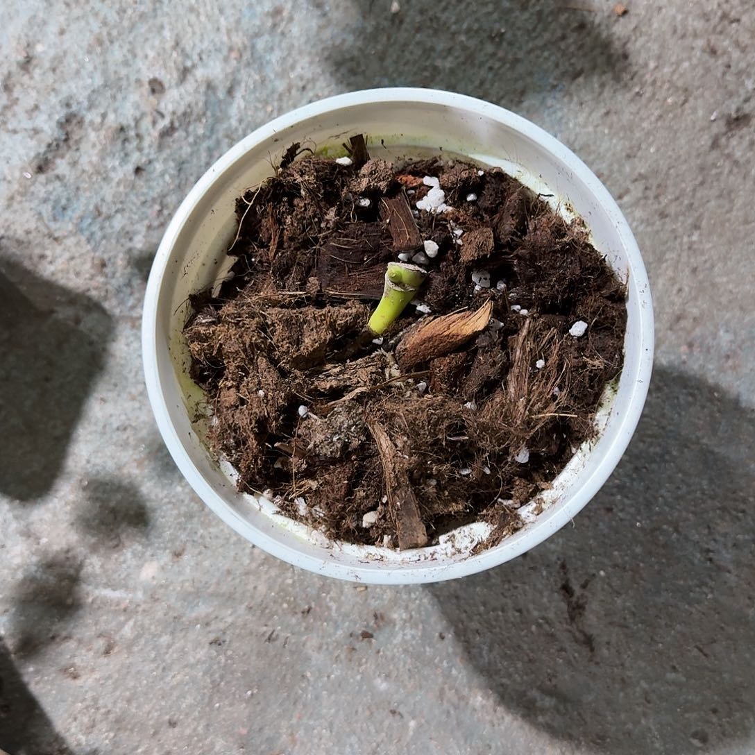 y***4无花朵龟背竹一物一拍
