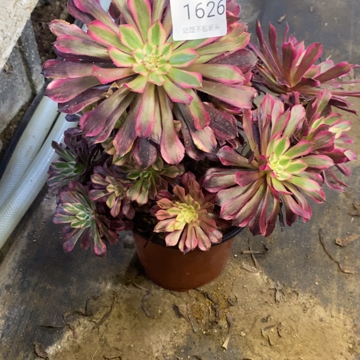 铜白多肉断头不包1626