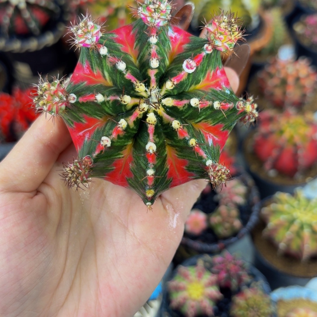 出侧牙000000000000488