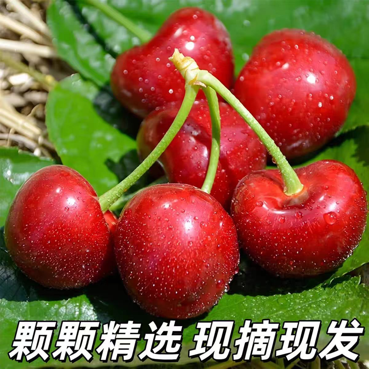 【头茬】山东大樱桃现摘现发新鲜酸酸甜甜应季水果顺丰空运包邮WJ商品图