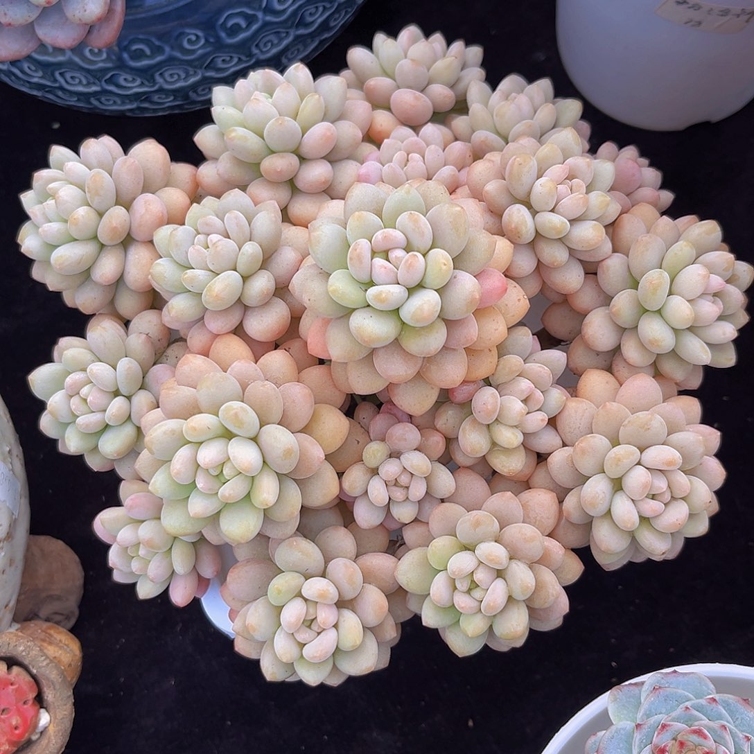 多肉植物洛可可多肉