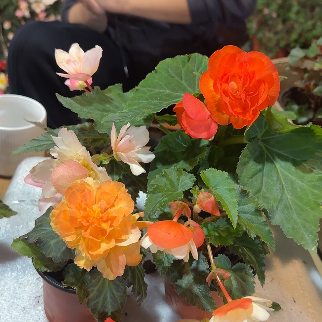 夫妻晚霞➕90杯浆果，白桃，日出