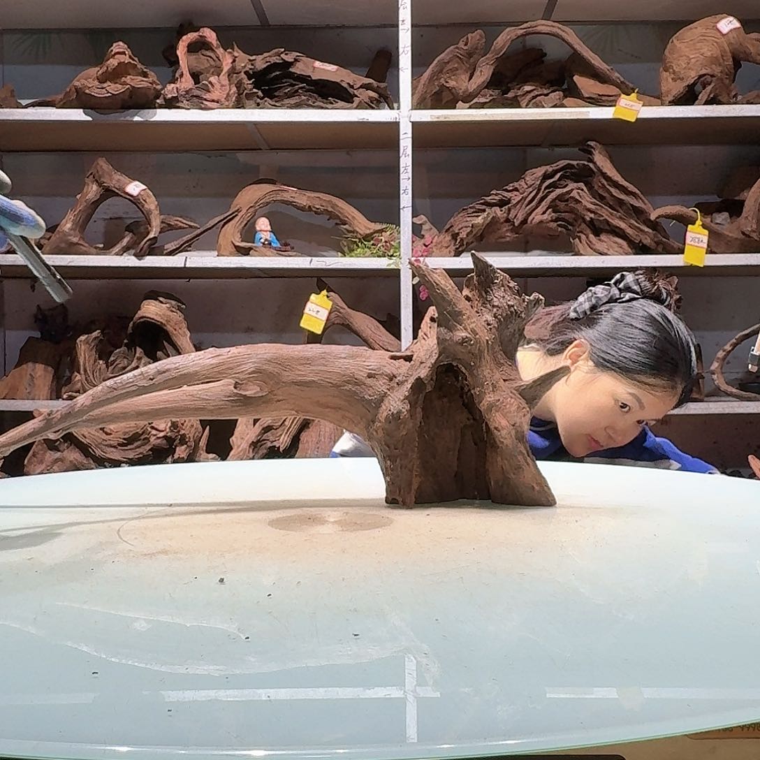 倍褚沉木不包损必褪色牛*王6556