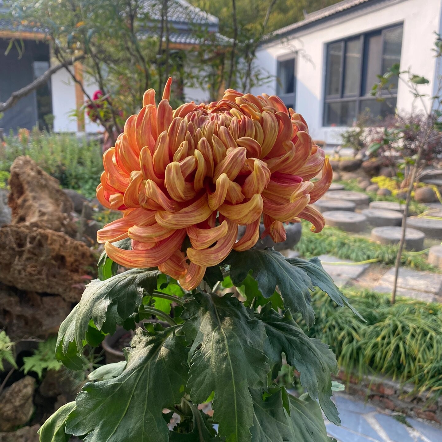 【带花苞发货】太平红叶  菊花盆栽多年生耐寒耐热好养绿植花卉