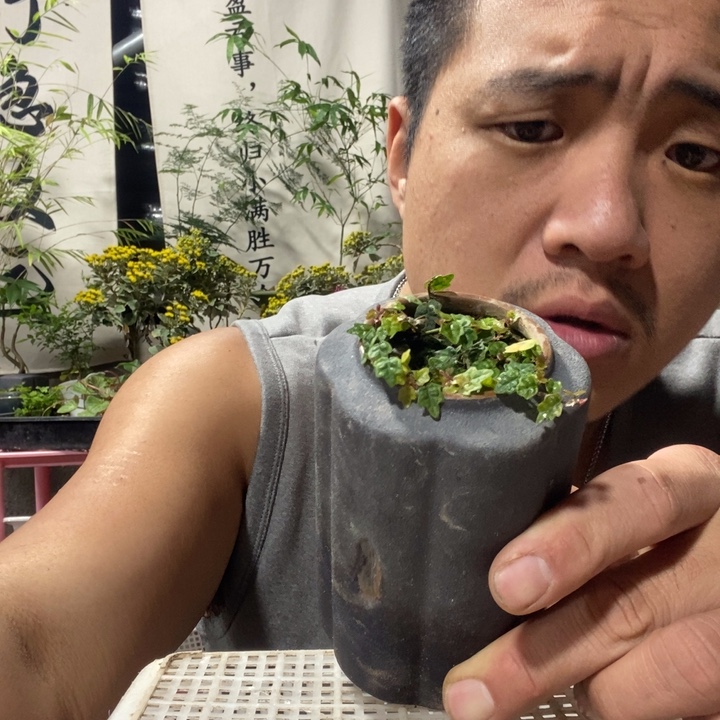 小***武以实际为准盆景绿植盆栽88
