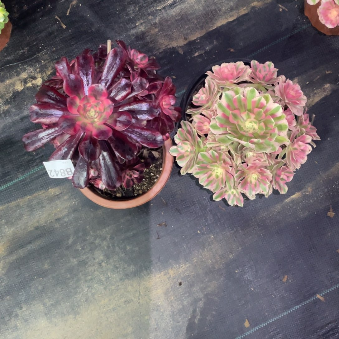 粉女巫美杜莎法师。  842